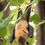 chauve souris, flying fox, maldives