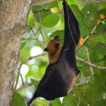 chauve souris, flying fox, maldives