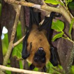 chauve souris, flying fox, maldives