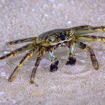 crabe, maldives